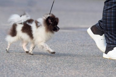 Köpek Spitz yakın çekim