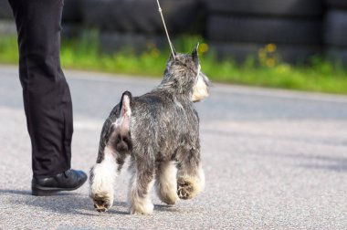 Schnauzer Orta yakın çekim