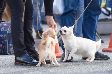 Chihuahua köpek yakın çekim
