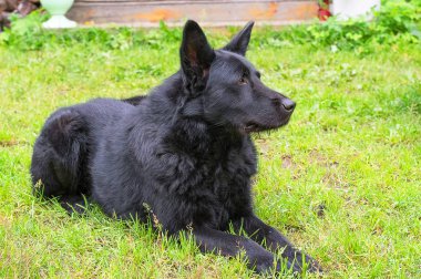 Kafkas Çoban Köpeği