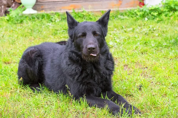 Perro pastor caucásico — Foto de Stock