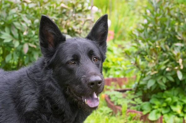 Perro pastor caucásico — Foto de Stock