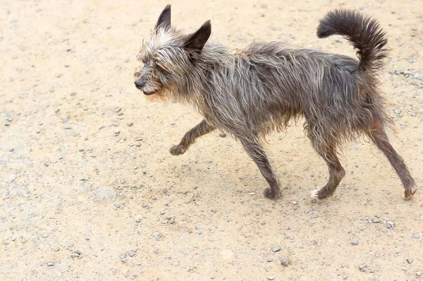 Perro cresta chino — Foto de Stock