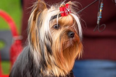 Yorkshire terrier yakın çekim