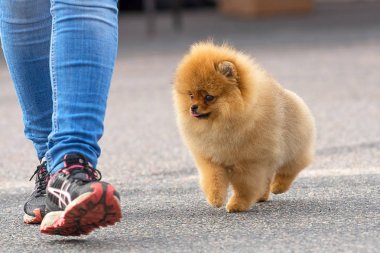 Köpek Spitz yakın çekim