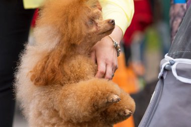 Köpek fino köpeği yakın çekim