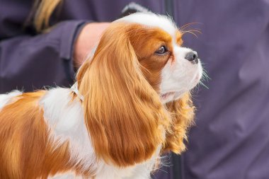 Şövalye Kral Charles Spaniel