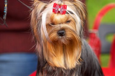 Yorkshire terrier yakın çekim