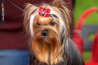 Yorkshire terrier yakın çekim