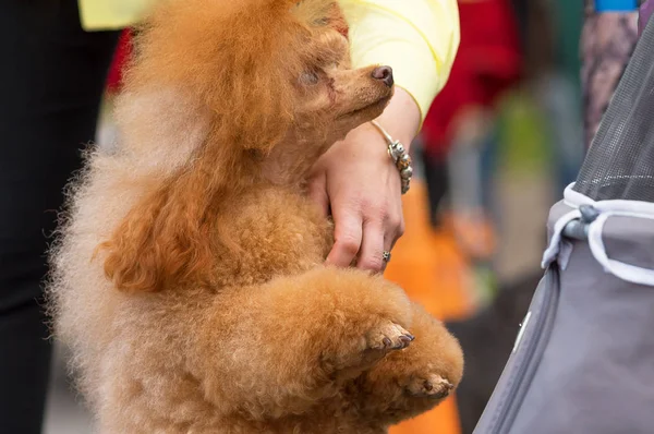Köpek fino köpeği yakın çekim