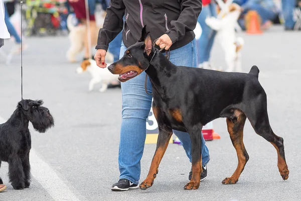 Dobermann Pinscher hond close-up — Stockfoto