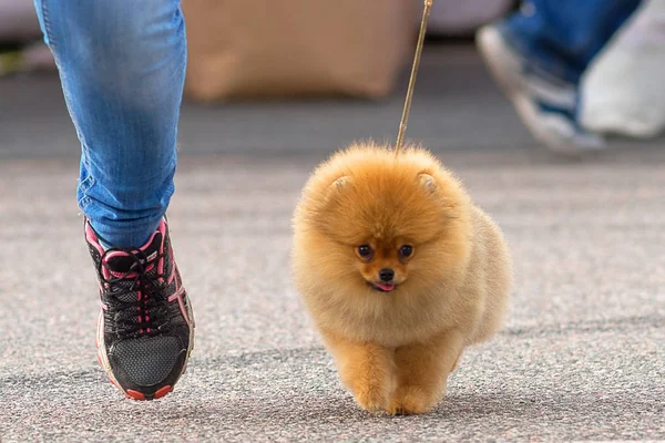 Köpek Spitz yakın çekim