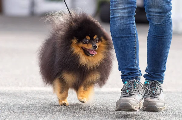 Dog Spitz Close-up — Stock Photo, Image