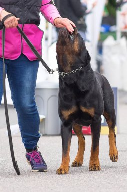 Rottweiler köpek yakın çekim