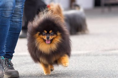 Köpek Spitz yakın çekim