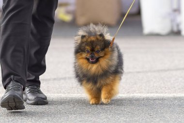 Köpek Spitz yakın çekim