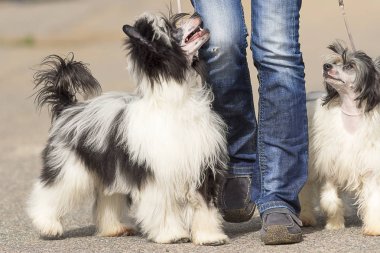 Çince Tepeli Köpek