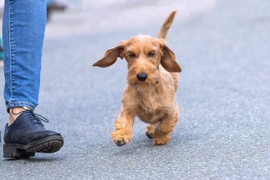 köpeği Terrier yakın çekim