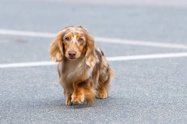 Tipik Dachshund yakın çekim