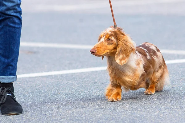 Tipik Dachshund yakın çekim