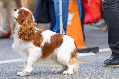Küçük köpek yakın çekim