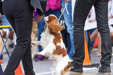 Küçük köpek yakın çekim