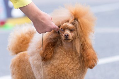 Köpek fino köpeği yakın çekim