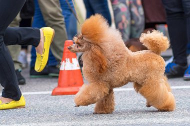 Köpek fino köpeği yakın çekim