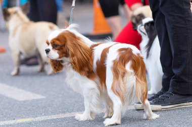 Şövalye Kral Charles Spaniel