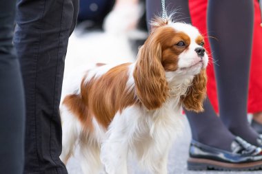 Şövalye Kral Charles Spaniel