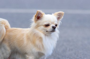 Chihuahua köpek yakın çekim