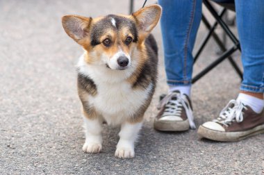 Galce Corgi yakın çekim