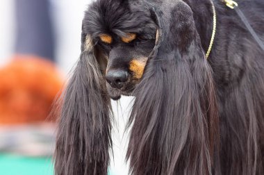 Amerikan Cocker Spaniyel
