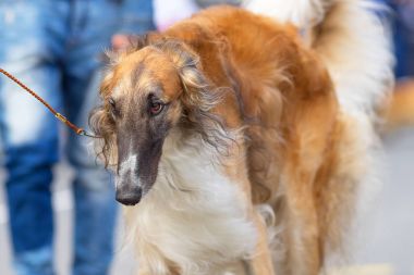 Avcılık köpek yakın çekim