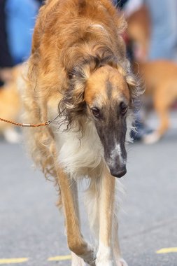 Avcılık köpek yakın çekim
