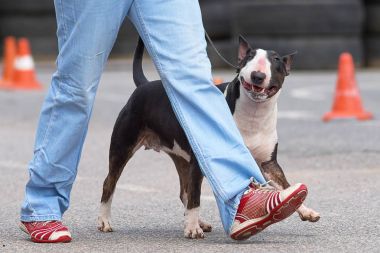 boğa korkunç köpek