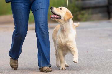 Golden Retriever yakın çekim