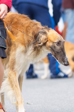 Avcılık köpek yakın çekim