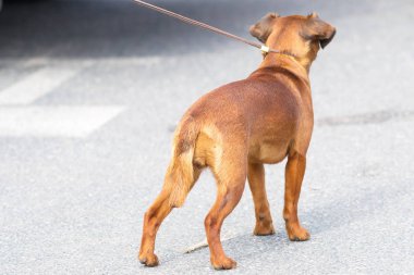 Küçük köpek yakın çekim