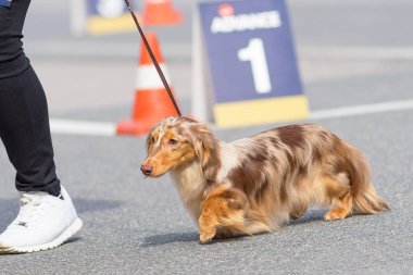 Tipik Dachshund yakın çekim