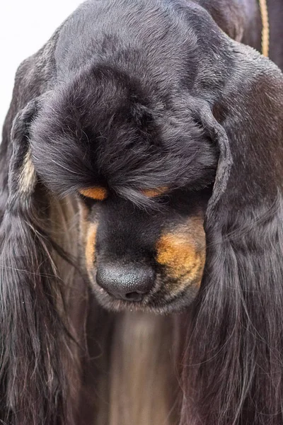 Amerikan Cocker Spaniyel