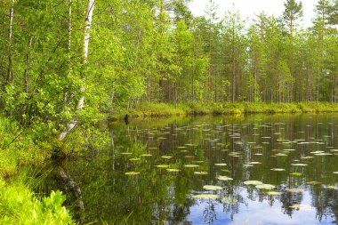 Peyzaj göl ve orman