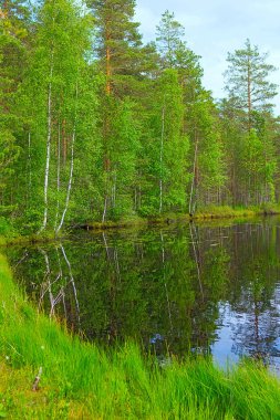 Peyzaj göl ve orman
