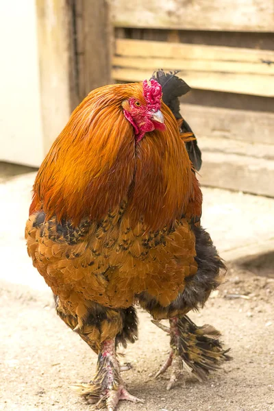 Schöner Schwanz in der Nähe — Stockfoto