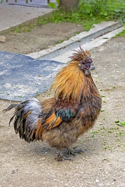 Yakışıklı horoz yakın çekim — Stok fotoğraf