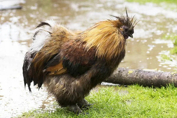 Schöner Schwanz in der Nähe — Stockfoto