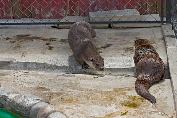 Lontra do rio Close-up — Fotografia de Stock