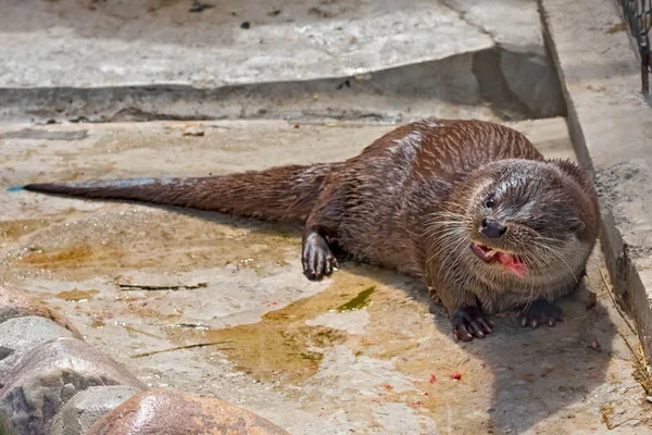 Lontra do rio Close-up — Fotografia de Stock