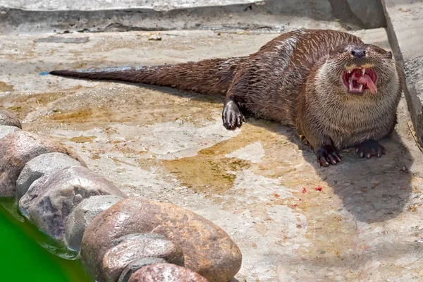 Lontra do rio Close-up — Fotografia de Stock