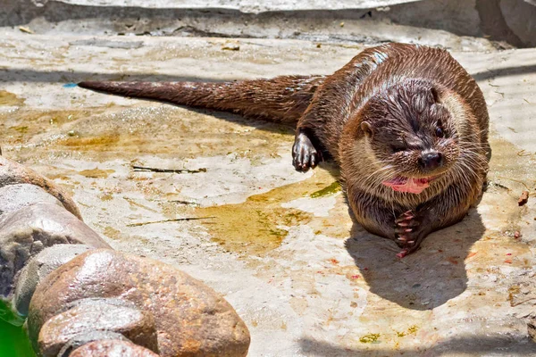 Lontra do rio Close-up — Fotografia de Stock